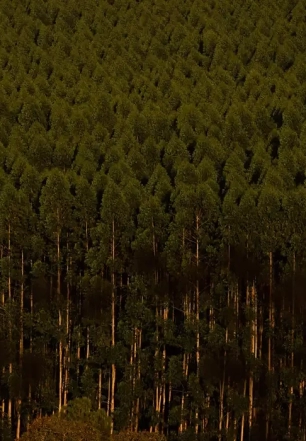 Câmara aprova regras menos rígidas para plantação de eucalipto