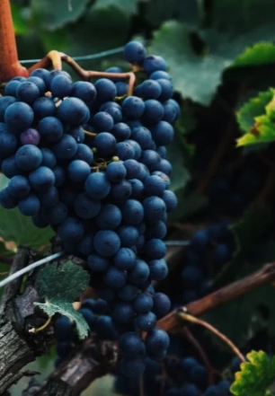 Vinhos paulistas são premiados entre os melhores do mundo em 2026