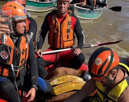 Cavalo Caramelo é resgatado de telhado de casa no Rio Grande do Sul