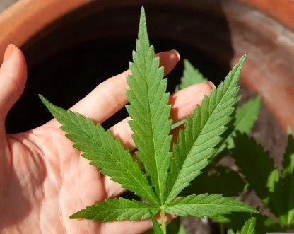 Mendes rejeita recursos sobre descriminalização do porte de maconha